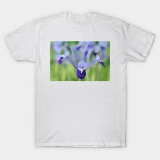 Iris  'Clairette'  Reticulata T-Shirt
